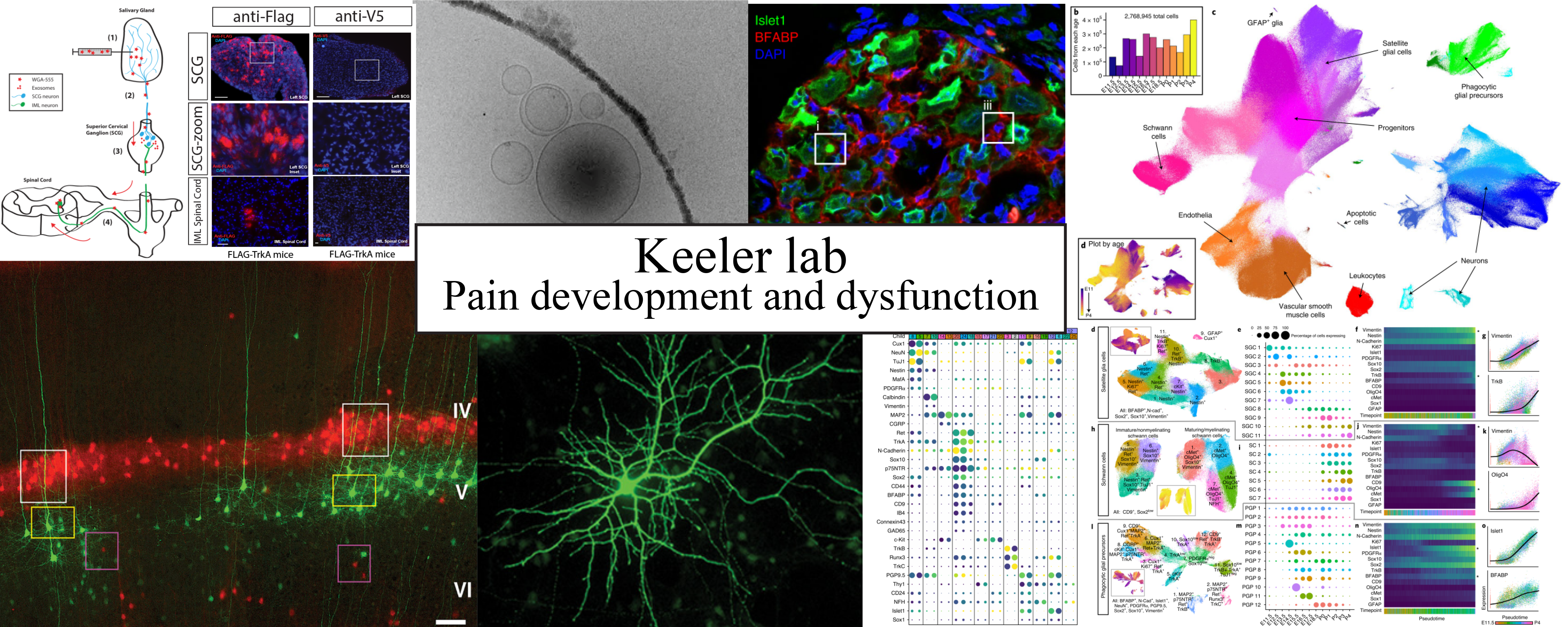 Keeler lab - pain development and dysfunction. Images from previous work.
